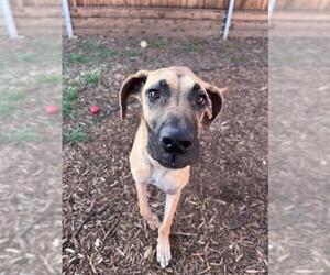 Great Dane-Unknown Mix Dogs for adoption in Plano, TX, USA