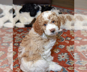 Goldendoodle Puppy for sale in IDAHO FALLS, ID, USA