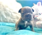 Small #2 French Bulldog
