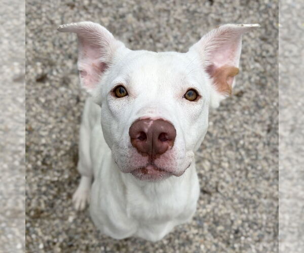 Medium Photo #1 Mutt Puppy For Sale in Jefferson, WI, USA