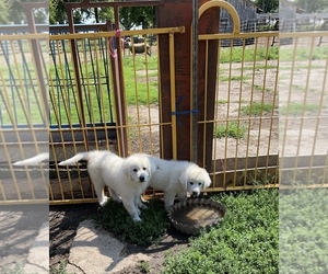 Great Pyrenees Puppy for sale in ALTA, IA, USA