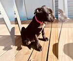 Small #1 Labrador Retriever Mix