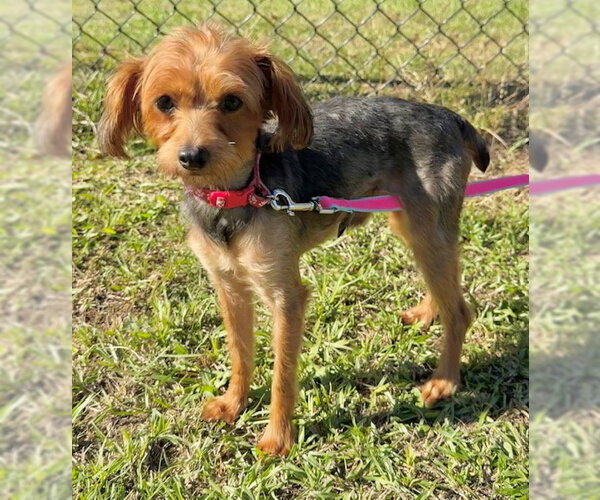 Medium Photo #1 Mutt Puppy For Sale in Tarrytown, GA, USA