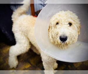 Poodle (Standard) Dogs for adoption in Orlando, FL, USA