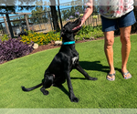 Small #3 Labrador Retriever Mix
