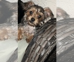 Image preview for Ad Listing. Nickname: Sugar