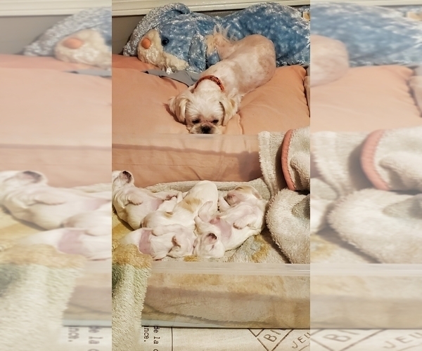 Medium Photo #1 Shih Tzu Puppy For Sale in UMATILLA, OR, USA