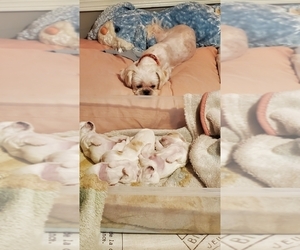 Shih Tzu Puppy for sale in UMATILLA, OR, USA