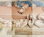 Small Photo #1 Shih Tzu Puppy For Sale in UMATILLA, OR, USA