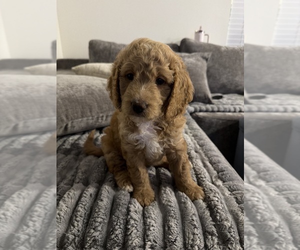 Medium Photo #3 Goldendoodle mix (+ Poodle Standard) Puppy For Sale in SEFFNER, FL, USA