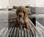 Small #2 Goldendoodle mix (+ Poodle Standard)