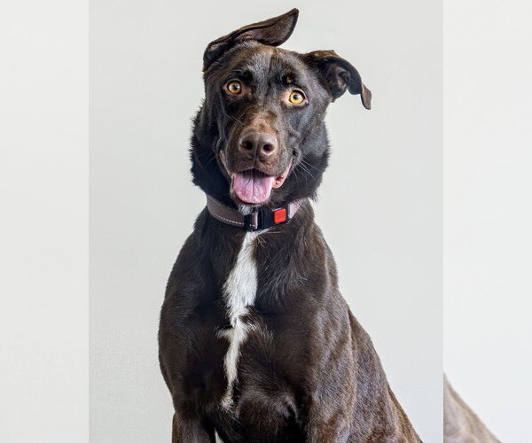 Medium Photo #21 Doberman Pinscher-Labrador Retriever Mix Puppy For Sale in Brewster, NY, USA