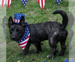 Small #1 Mutt