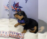 Small #2 Dachshund Mix