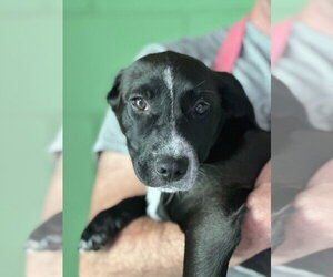 Labbe Dogs for adoption in Elmsford, NY, USA