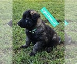 Puppy Puppy 8 light German Shepherd Dog-Malinois Mix