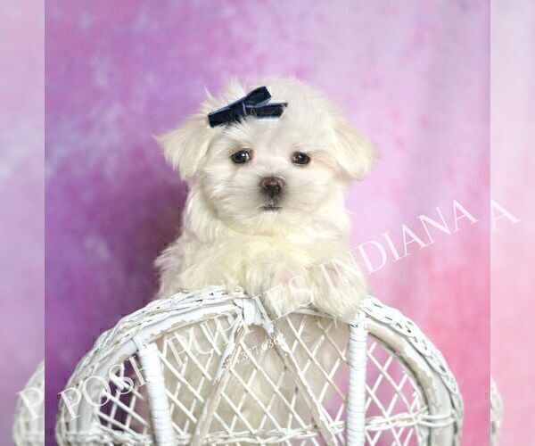 Medium Photo #5 Maltese Puppy For Sale in WARSAW, IN, USA