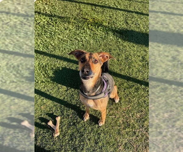 Medium Photo #2 Labrador Retriever-Unknown Mix Puppy For Sale in garner, NC, USA