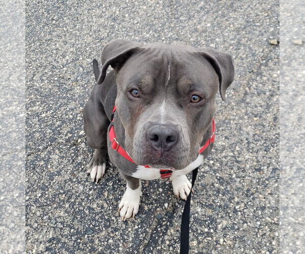 Medium Photo #34 American Pit Bull Terrier-Unknown Mix Puppy For Sale in Fargo, ND, USA