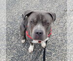 Small #33 American Pit Bull Terrier Mix