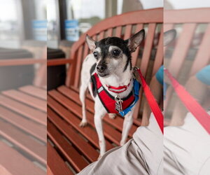 Rocky - Male Rat Terrier Dog for Adoption - Photo #3