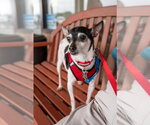 Small Photo #3 Rat Terrier Puppy For Sale in Mundelein, IL, USA