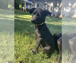 Frannie - Female Mutt Dog for Adoption - Small photo