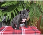 Small Photo #3 Faux Frenchbo Bulldog Puppy For Sale in MILLERSBURG, OH, USA