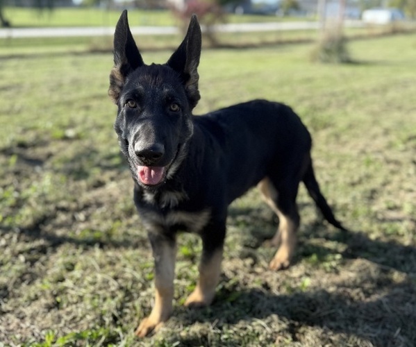 Medium Photo #2 German Shepherd Dog Puppy For Sale in HOLDEN, MO, USA