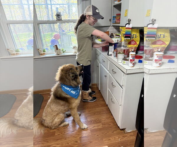 Medium Photo #3 Great Pyrenees-Unknown Mix Puppy For Sale in Clarkston, MI, USA