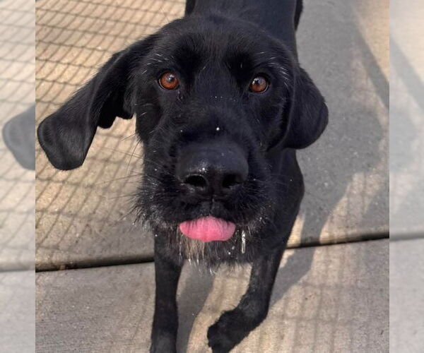 Medium Photo #6 Labrador Retriever-Unknown Mix Puppy For Sale in Muskegon, MI, USA