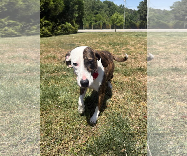 Medium Photo #5 Plott Hound-Unknown Mix Puppy For Sale in Raleigh, NC, USA