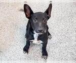 Small #2 Labrador Retriever Mix