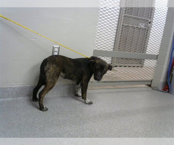 Medium Photo #1 Staffordshire Bull Terrier-Unknown Mix Puppy For Sale in Pasadena, TX, USA