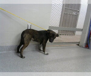 Staffordshire Bull Terrier-Unknown Mix Dogs for adoption in Pasadena, TX, USA