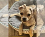 Small #4 Pug-Shih Tzu Mix