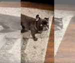 Small #2 French Bulldog