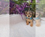 Small #1 Yorkshire Terrier