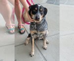 Small #2 Mutt