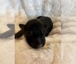 German Shepherd Dog Puppy for Sale in AMARILLO, Texas USA