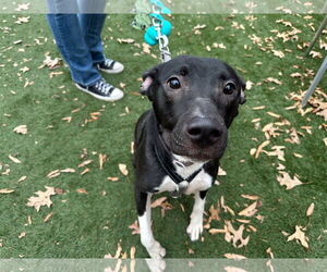Neriah - Louisiana Litter - Female Mutt Dog for Adoption - Photo #10