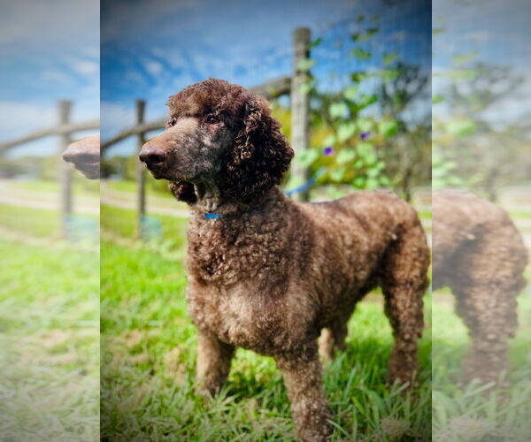 Medium Photo #4 Poodle (Standard)-Unknown Mix Puppy For Sale in Pacolet, SC, USA
