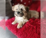 Small Photo #1 Morkie Puppy For Sale in OTTAWA, OH, USA