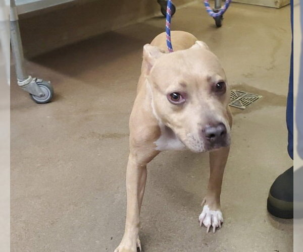Medium Photo #1 American Pit Bull Terrier Puppy For Sale in Aurora, IL, USA