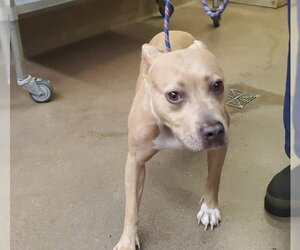 American Pit Bull Terrier Dogs for adoption in Aurora, IL, USA
