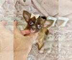 Small #1 Chihuahua
