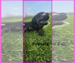 Small Photo #1 Rottweiler Puppy For Sale in WAVELAND, IN, USA