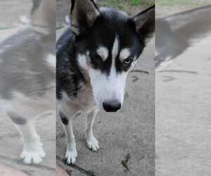 Siberian Husky Dogs for adoption in SPRINGFIELD, OH, USA