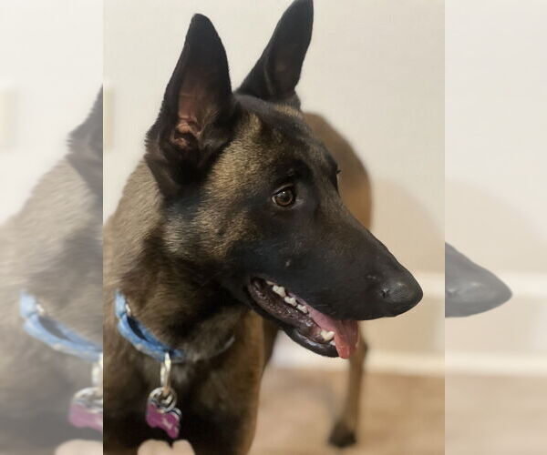 Medium Photo #1 Mutt Puppy For Sale in Imlay City, MI, USA