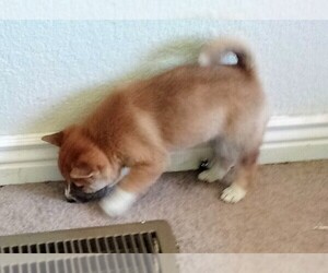 Shiba Inu Puppy for sale in LA JUNTA, CO, USA